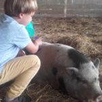 Le cochon Carmen adore les calins à la ferme