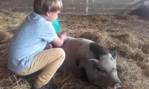 Le cochon Carmen adore les calins à la ferme