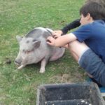 Le cochon Carmen se fait papouiller à la ferme