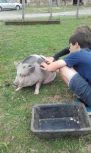 Le cochon Carmen se fait papouiller à la ferme