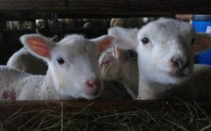 Les agneaux attendent leur biberon à la ferme