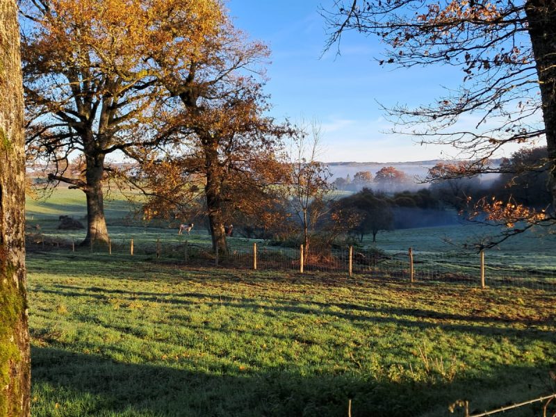 nature automne Sabots de Laine